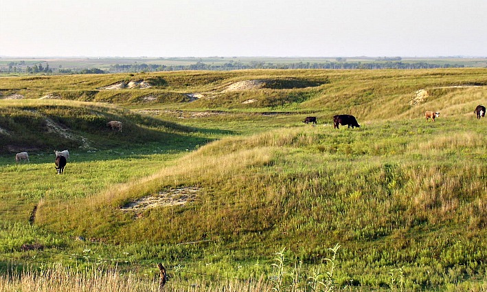 Prairie near Webster Lake